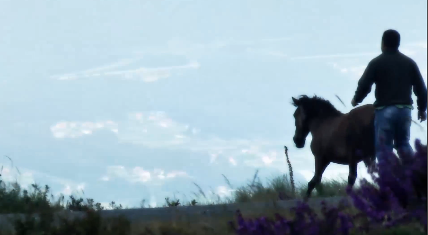 Caballos Salvajes de Sabucedo