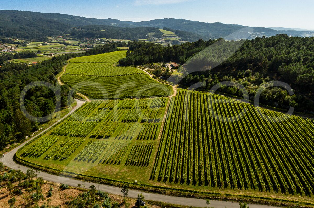 Viñedos Martín Códax